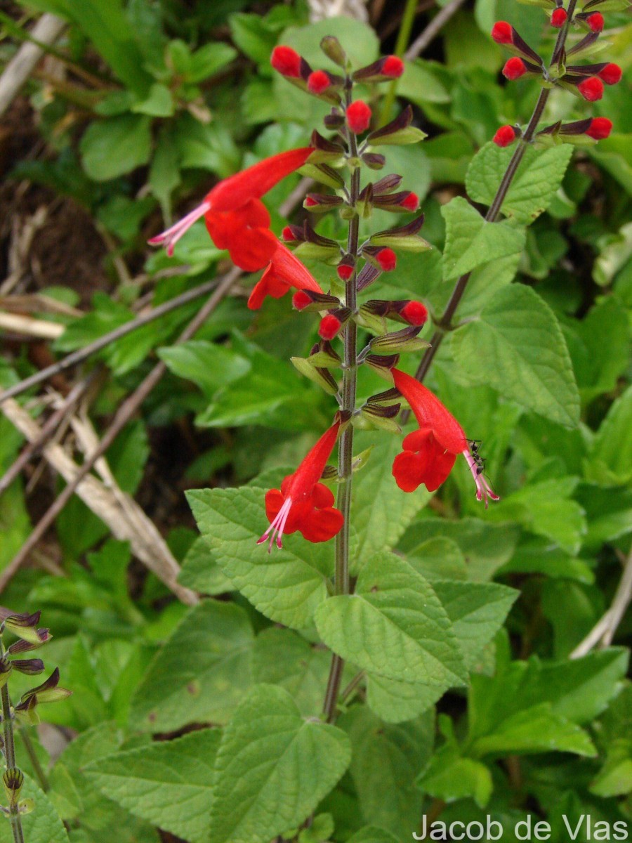 Salvia coccinea Buc'hoz ex Etl.